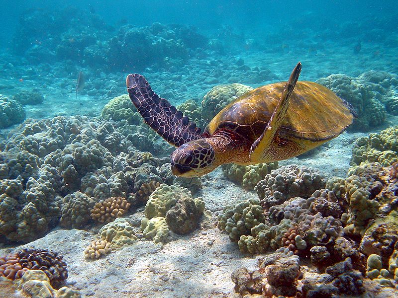 Tortue verte-Tortue marine.jpg