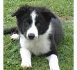 Bébé chien noir et blanc.jpg