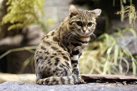 File:Le chat marbré image.jpeg
