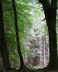 File:Forêt-970.jpg