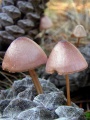 Thumbnail for version as of 09:20, 22 October 2010