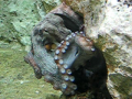 Thumbnail for version as of 00:57, 17 November 2008