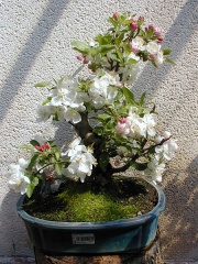 File:Bonsaï-bonzaï-bonsai-Pommier.jpg