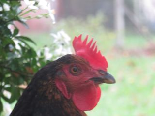 File:Fauna.jpg