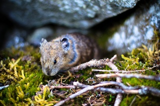 File:100. Pika... CHU!-2290.jpg