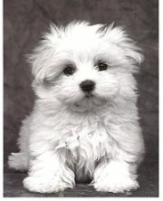 Bichon maltais.jpg