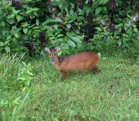 File:Cerf aboyeur.jpg