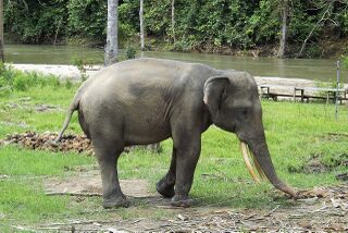 File:Elephant Sumatra.jpg