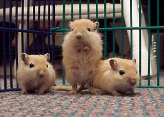 File:Gerbils-4659.jpg