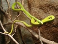 Thumbnail for version as of 17:52, 2 January 2012