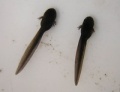 Thumbnail for version as of 08:46, 7 October 2014