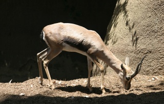 File:Speke's Gazelle.jpg