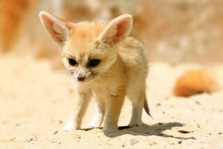 File:Bébé fennec trop mignon.jpg