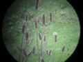 Thumbnail for version as of 09:02, 15 March 2012