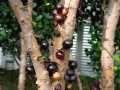 Thumbnail for version as of 19:59, 19 May 2014