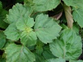 Thumbnail for version as of 21:46, 22 December 2012
