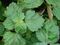 Pogostemon cablin-Patchouli-feuille-plante-limbe-nervure-pétiole.jpg