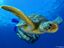 Tortue marine-6545.jpg