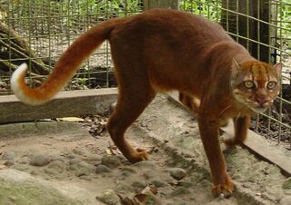 File:Chat-bai.jpg