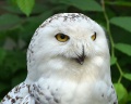 Thumbnail for version as of 13:39, 17 July 2012