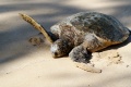 Thumbnail for version as of 14:35, 21 December 2010