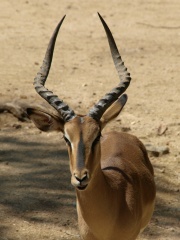 File:Impala.jpg