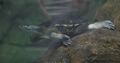 Thumbnail for version as of 12:38, 23 April 2023