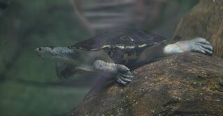 File:Mary River Turtle.jpg