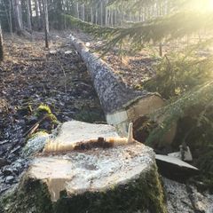File:Stubbe asp.jpg
