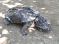 Thumbnail for version as of 13:15, 29 May 2011
