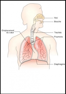 Appareil respiratoire.JPG
