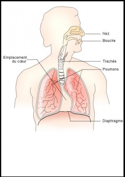 Appareil respiratoire.JPG