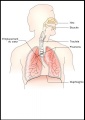 Thumbnail for version as of 13:47, 30 November 2009