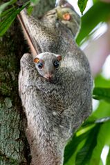 File:Istockphoto-1368313128-612x612.jpg