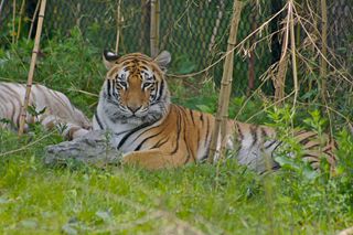 File:Tigre du Bengale-1993.jpg