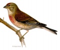 Thumbnail for version as of 17:38, 10 August 2012