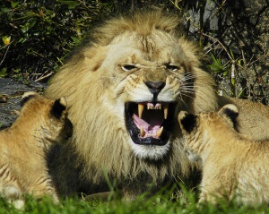 File:Lion et ses petits-4909.jpg