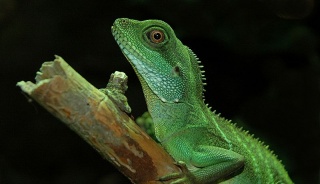 File:Dragon d'eau chinois.jpg
