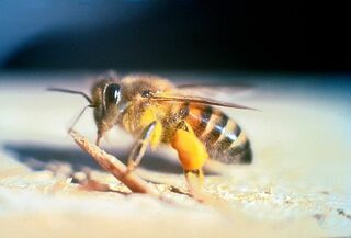 File:Abeille tueuse africanisée.jpg