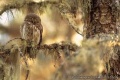 Thumbnail for version as of 13:47, 15 July 2011