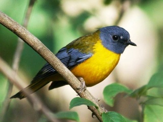 File:White-starred Robin (Pogonocichla stellata).jpg