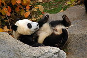 Tai Shan-3862.jpg