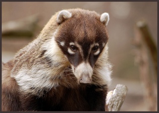 File:White Nosed Coati-1686.jpg