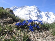 Gentiane-Sommet Breithorn-Alpes suisses.jpg
