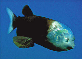 File:Macropinna microstoma.png