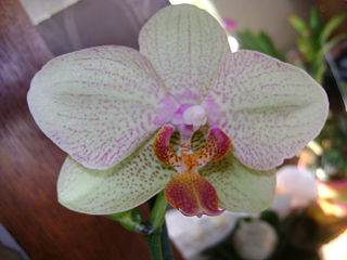 File:Phalaeinopsis.jpg