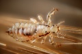 Thumbnail for version as of 07:43, 12 October 2010