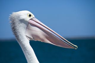 File:Pelican-2030927 1920.jpg