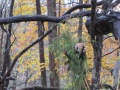 Thumbnail for version as of 08:38, 29 October 2013