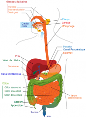 File:Système-digestif-Schéma digestion.png